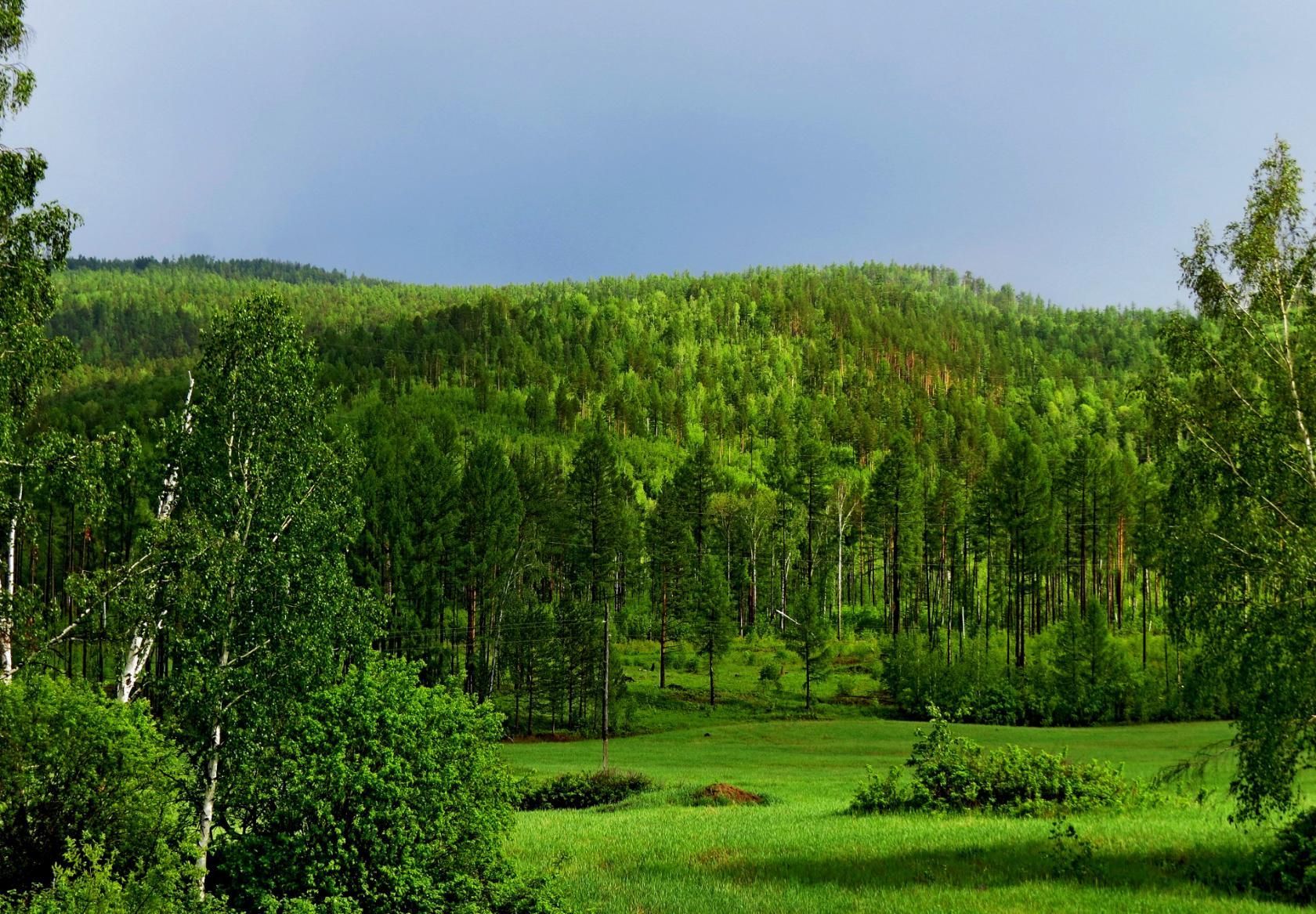 Деревья Забайкальского Края Фото